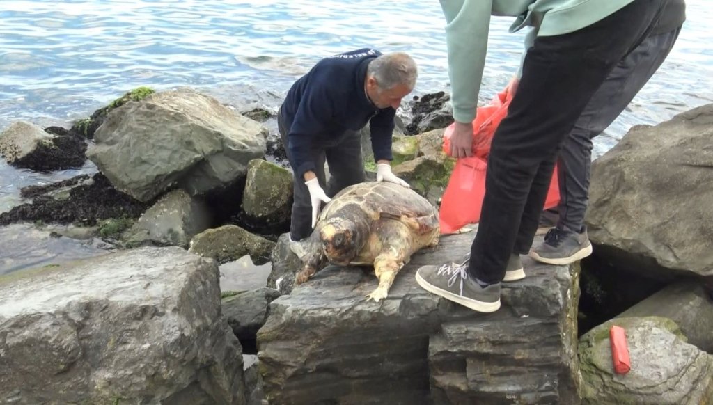 İstanbul’da sahilde ölü caretta caretta bulundu