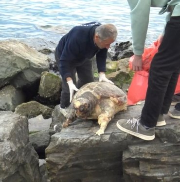 İstanbul’da sahilde ölü caretta caretta bulundu