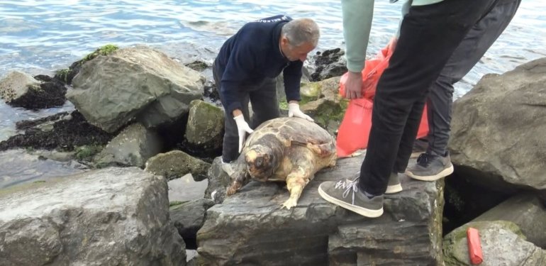 İstanbul’da sahilde ölü caretta caretta bulundu