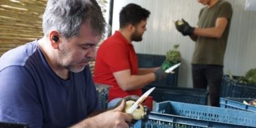 Enginar soyma ekibi: Asgari ücretin 4 katını kazanıyorlar