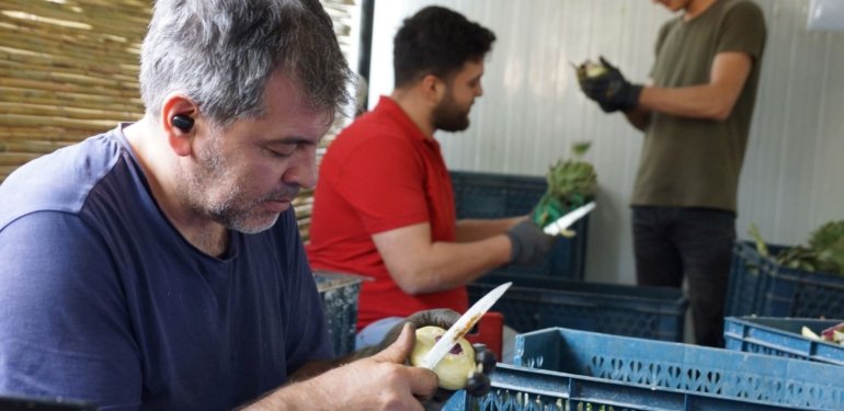 Enginar soyma ekibi: Asgari ücretin 4 katını kazanıyorlar