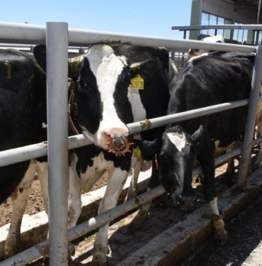 Malatya’da şap hastalığına karşı ücretsiz 185 bin doz aşı uygulandı