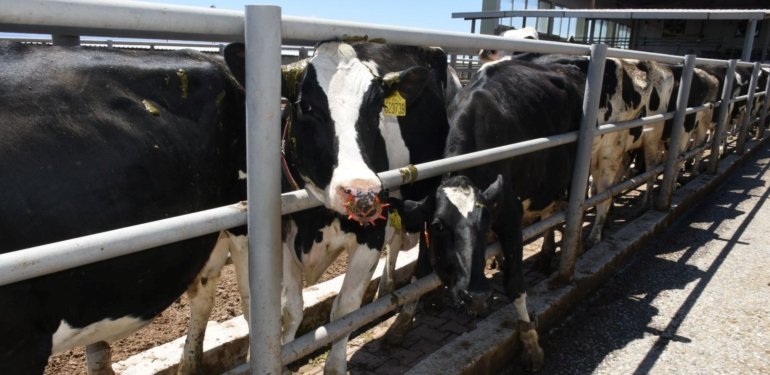 Malatya’da şap hastalığına karşı ücretsiz 185 bin doz aşı uygulandı