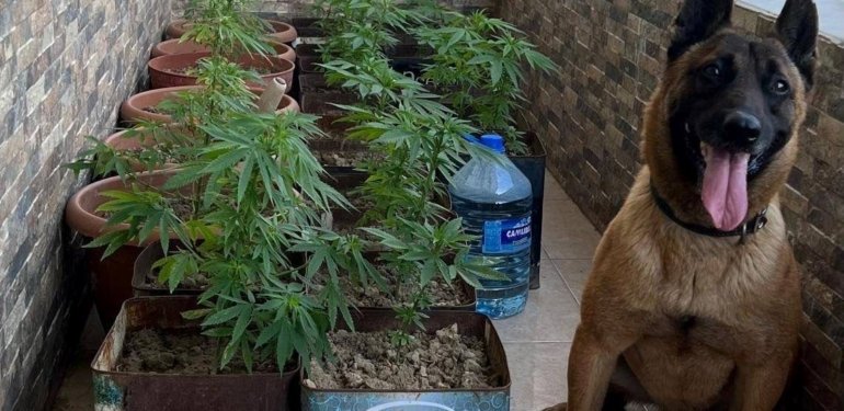 Hatay’da uyuşturucu operasyonları: 23 gözaltı