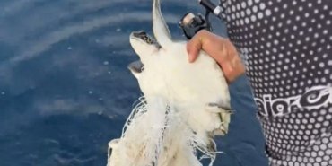 Çuvala takılan caretta caretta kurtarıldı