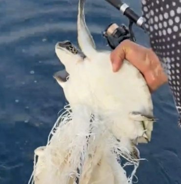 Çuvala takılan caretta caretta kurtarıldı
