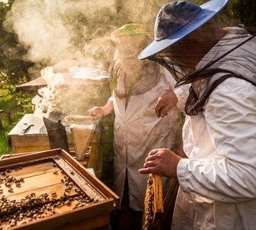 Azalan arı popülasyonu gıda güvenliğini tehdit ediyor