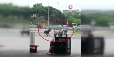 Tepki çeken görüntü: Eşeği at arabasına bağlayıp sürükledi, sopayla dövdü