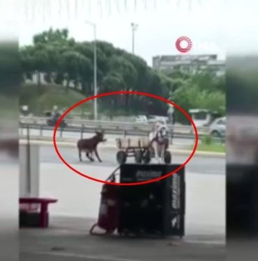 Eşeği at arabasına bağlayıp sürükledi, sopayla dövdü