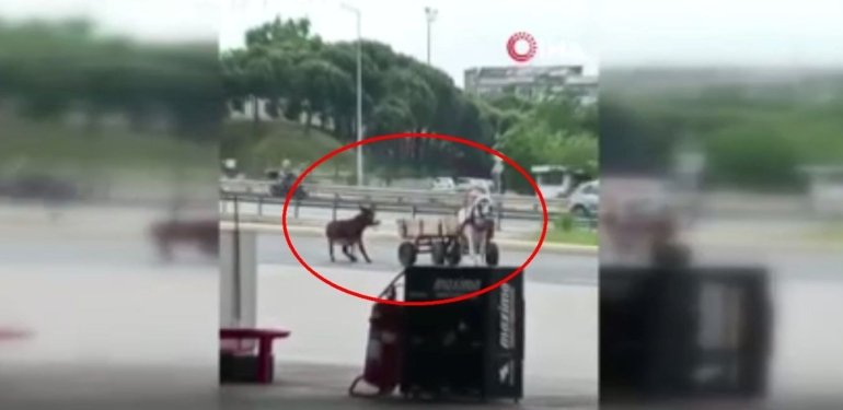 Eşeği at arabasına bağlayıp sürükledi, sopayla dövdü