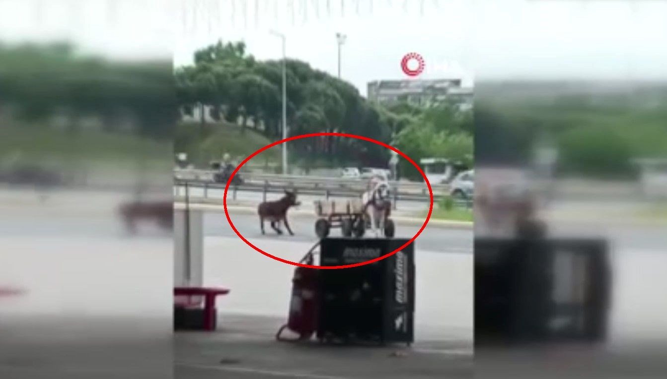 Eşeği at arabasına bağlayıp sürükledi, sopayla dövdü