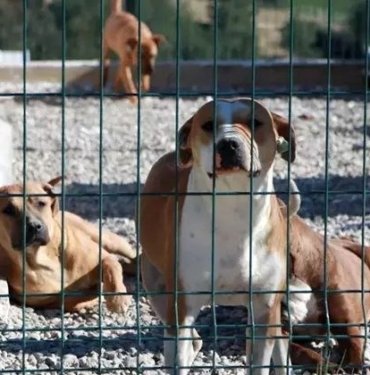 HAYTAP’tan başıboş hayvan düzenlemesine tepki: Meclis’e gelirse insanlar ayaklanır