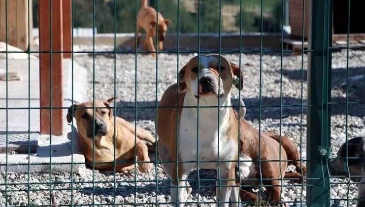 HAYTAP’tan başıboş hayvan düzenlemesine tepki: Meclis’e gelirse insanlar ayaklanır